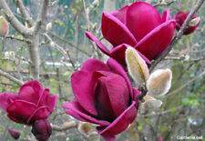 Pianta magnolia genie usato  Italia