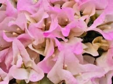 Bougainvillea seeds, organic bouguinvillea seeds, organic flowers for sale  Shipping to South Africa