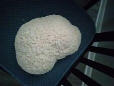 Large brain coral. for sale  Oklahoma City