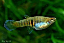 Pairs neoheterandria elegans for sale  SCUNTHORPE