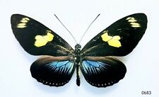 Entomology Heliconius Doris A1 Peru (March 2024) for sale  Shipping to South Africa