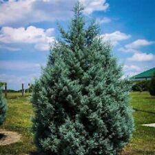 Arizona cypress tree for sale  Carriere