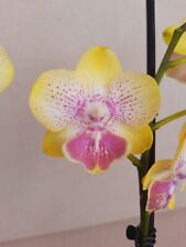 gelbe orchidee gebraucht kaufen  Neustadt b.Coburg