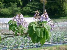 Paulownia tomentosa 9cm for sale  CRANBROOK