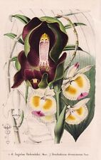 Anguloa dendrobium orchidée d'occasion  Expédié en France