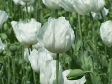 papaver somniferum seeds for sale  Shipping to South Africa