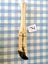 Squelette patte animal d'occasion  Agde