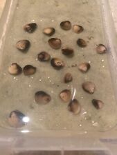 Live freshwater clams for sale  Avon Park