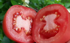 Graines tomate rozovyi d'occasion  Poisy