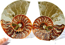 Large ammonite pair for sale  Little Elm