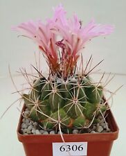 Used, Thelocactus conothelos /6306/ D72mm,own root,seedling for sale  Shipping to South Africa