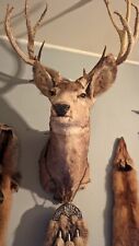 Taxidermy lot for sale  Greeley