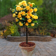 Patio standard rose for sale  PETERBOROUGH