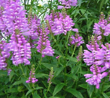 Physostegia virginiana vivid for sale  ADDLESTONE