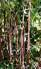 nasiona czerwonej fasoli szparagowej "Metro Purple Pod", Vigna sesquipedalis, długość do 1,0m na sprzedaż  Wysyłka do Poland