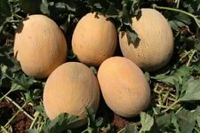 Usado, Semillas de piña semillas de melón   segunda mano  Embacar hacia Argentina