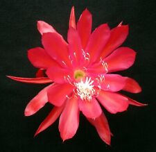 Epiphyllum orchid cactus for sale  Fremont