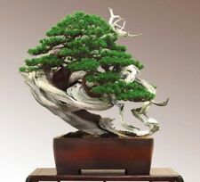 Rare juniper bonsai for sale  WINSFORD