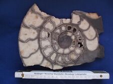 Ammonit arietites anschliff gebraucht kaufen  Kusel-Umland