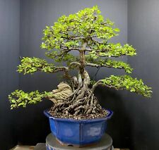 Bonsai tree chinese for sale  Richmond