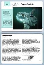 Ocean sunfish 30.14 for sale  SLEAFORD