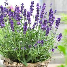 Lavender angustifolia herb for sale  GLASGOW