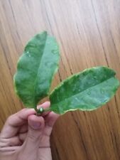Hoya multiflora albomarginata for sale  Shipping to Ireland