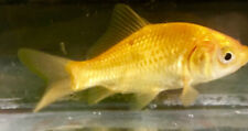 Yellow comet goldfish for sale  UK
