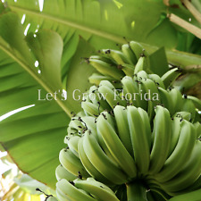 Musa acuminata dwarf for sale  Miami