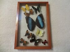 Stunning real butterflies for sale  Laurens