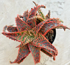 Star Aloe ""Crimson Dragon PP32644"", viene en una olla de 3,5 segunda mano  Embacar hacia Argentina