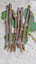 Brunswick aka magnolia for sale  Philadelphia