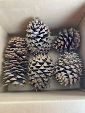 Used, Lot Of 5 Large Pine Cones 7”-12” for sale  Shipping to South Africa