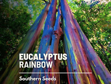 Eucalyptus rainbow gum for sale  Frisco
