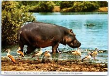Postcard hippopotamus egyptian for sale  Stevens Point