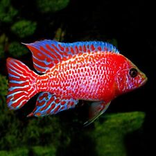 Red dragon peacock for sale  GLASGOW