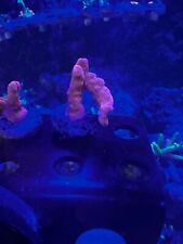 Marine coral montipora for sale  LEVEN