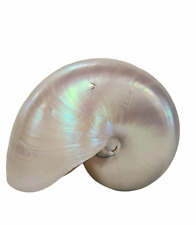 White pearlized chambered for sale  San Diego