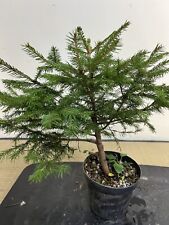 Prebonsai bonsai abete usato  Olgiate Olona