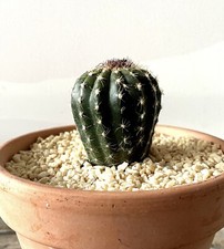 uebelmannia for sale uebelmannia for sale Shipping to South Africa