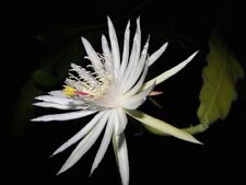 Epiphyllum guatamala rooted for sale  MIDDLESBROUGH