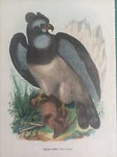 1863 petraroia uccelli usato  Marano Di Napoli