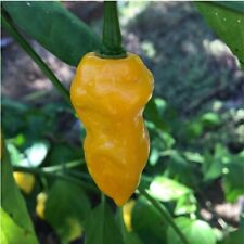 Yellow naga viper for sale  Encinitas