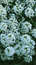 Alyssum carpet snow for sale  DAGENHAM