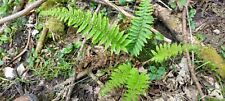 Woodland fern plants for sale  SALISBURY
