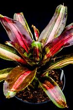 Bromeliad neoregelia kahala for sale  PENZANCE