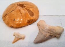 Fossil shark teeth for sale  NEWPORT