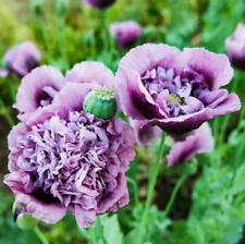 Poppy purple frilly for sale  Sevierville