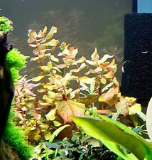 Sumpf ludwigie aquariumpflanze gebraucht kaufen  Viernheim