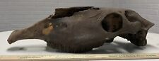 Pleistocene horse skull for sale  Glenwood